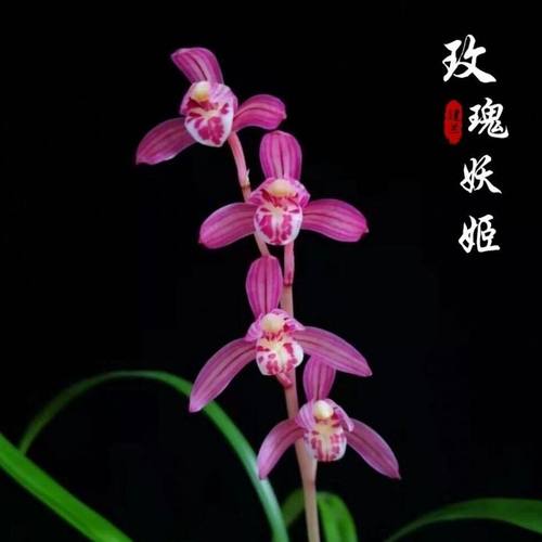 名贵兰花苗建兰四季兰玫瑰妖姬浓香好养兰花室内阳台客厅