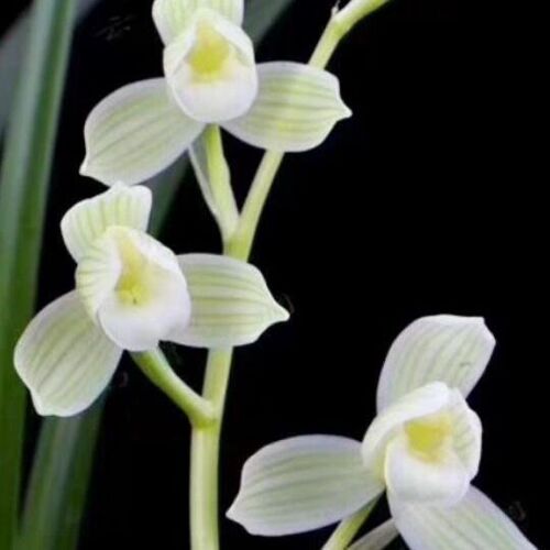 包邮兰花苗阳台花卉绿植盆栽莲瓣兰如意素荷漏风漏雨自然种植