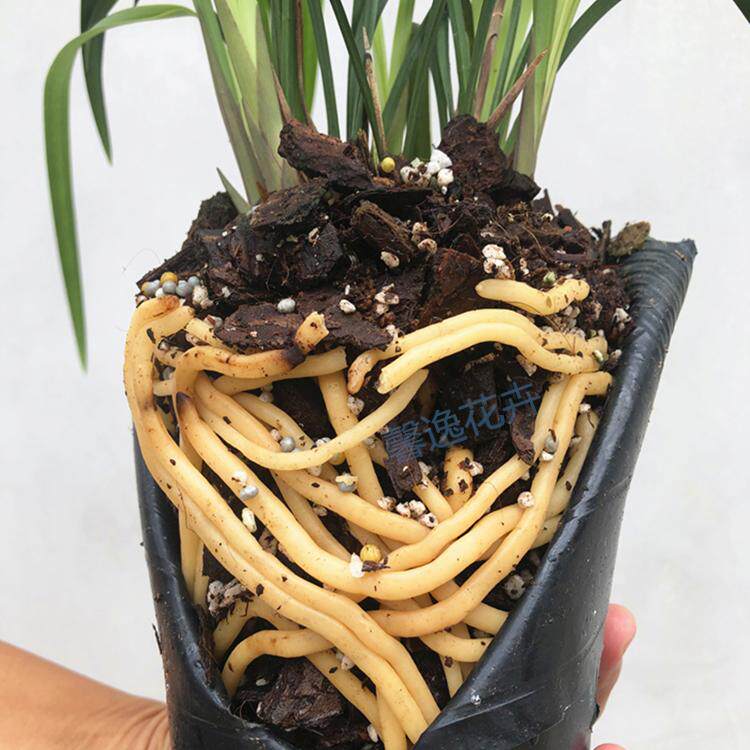 兰花土种植兰花专用土多肉营养土新手兰花植料
