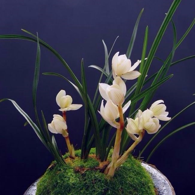 包邮兰花苗阳台花卉盆栽浓香老种兰花莲瓣兰素冠荷鼎自然养殖