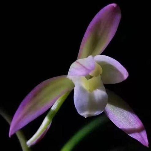 名贵兰花苗建兰四季兰荷塘月色浓香好养兰花室内阳台客厅