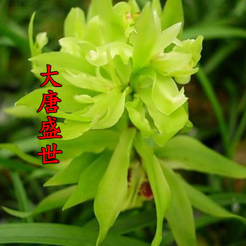 兰花苗四季客厅绿植盆栽