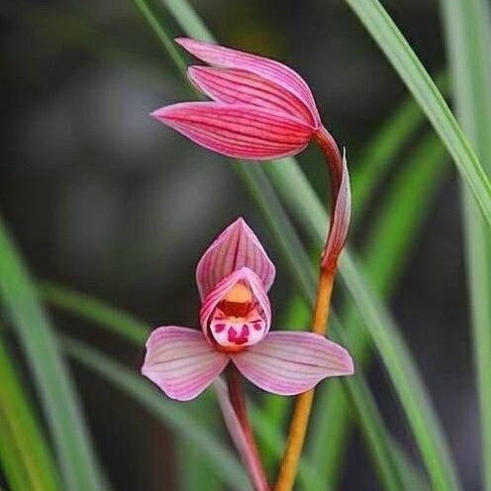 包邮 兰花苗客厅花卉阳台盆栽浓香老种兰花莲瓣兰【甸阳红荷】