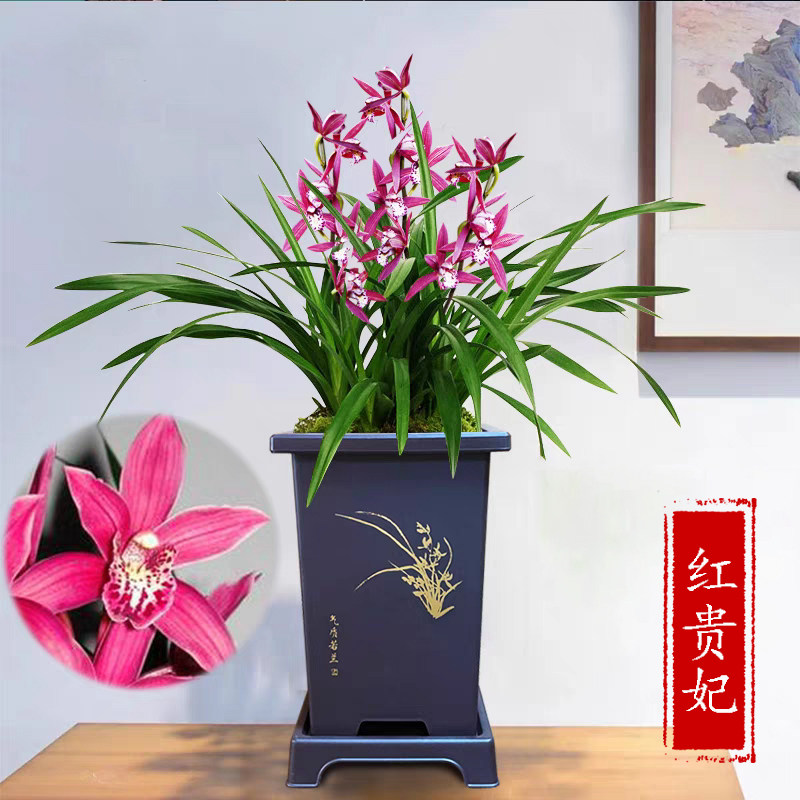 名贵兰花苗建兰四季兰红贵妃浓香