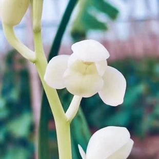 名贵兰花苗白玉雪荷建兰四季兰浓香好养兰花室内阳台客厅