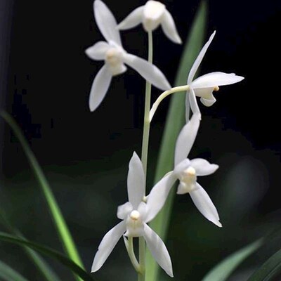 名贵兰花苗 无尘 建兰雪白花新款四季兰庭院绿色植物浓香花卉包邮