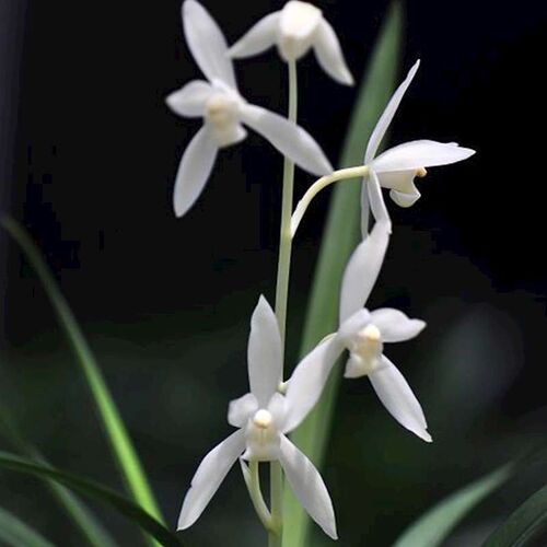 名贵兰花苗 无尘 建兰雪白花新款四季兰庭院绿色植物浓香花卉包邮