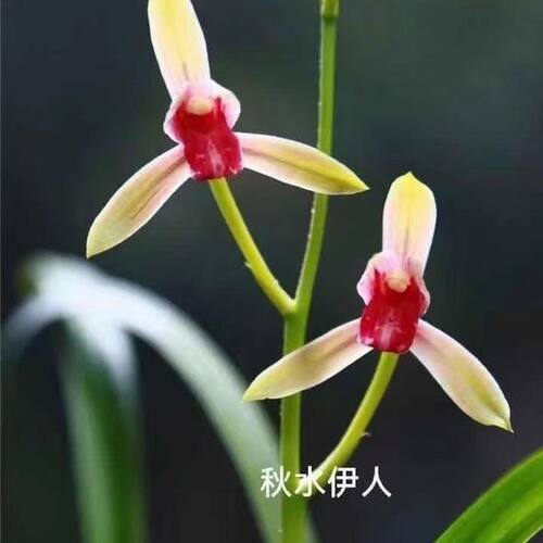 兰花苗建兰四季兰秋水伊人浓香好养兰花正品室内阳台客厅