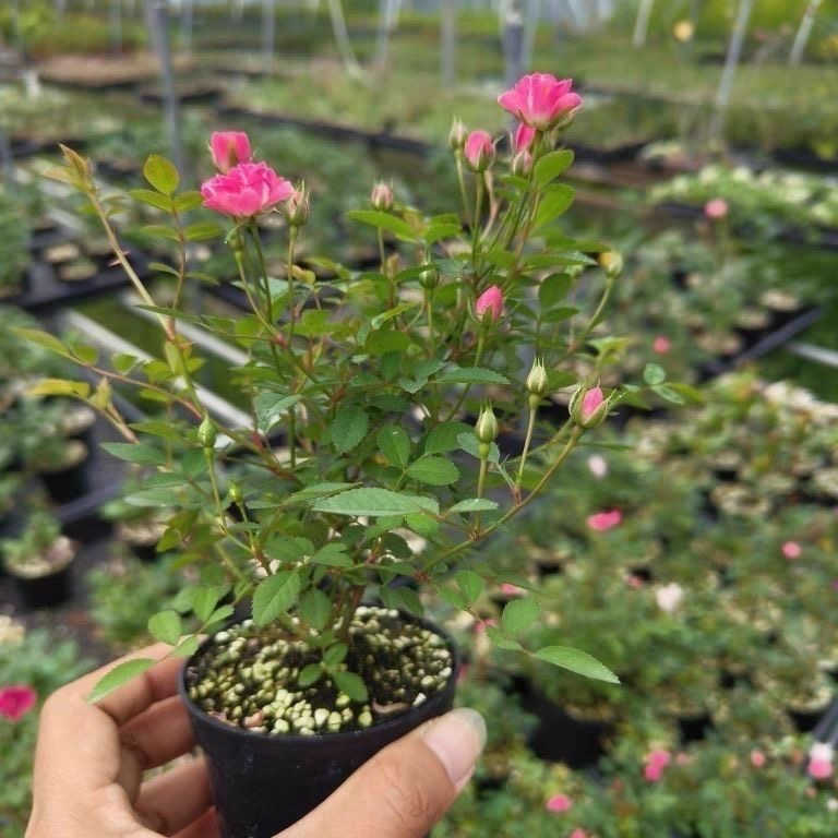 水培矮种月季花苗带花苞须惠姬超微盆栽常开花迷你小苗苔藓球