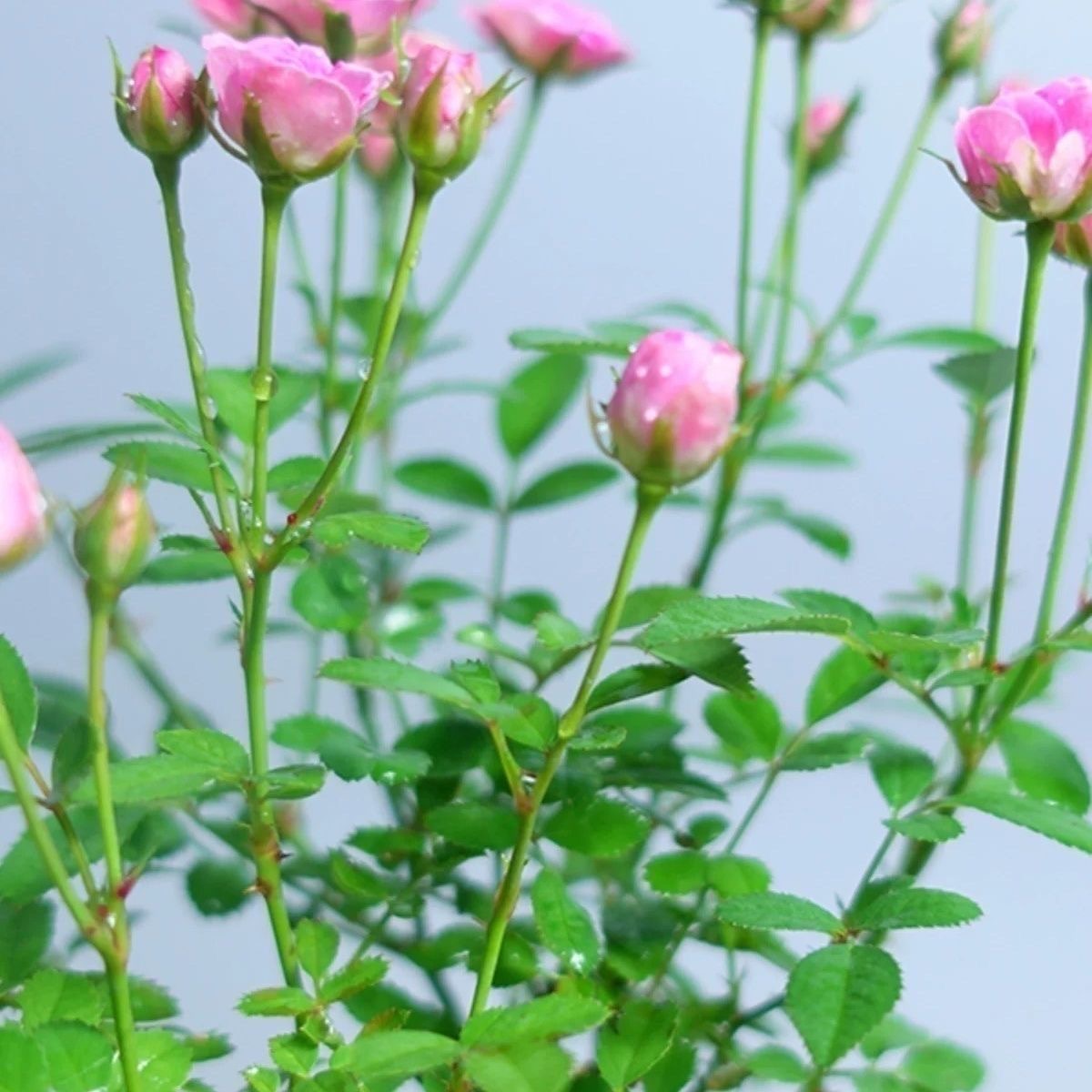水培矮种月季花苗带花苞须惠姬超微盆栽常开花迷你小苗苔藓球