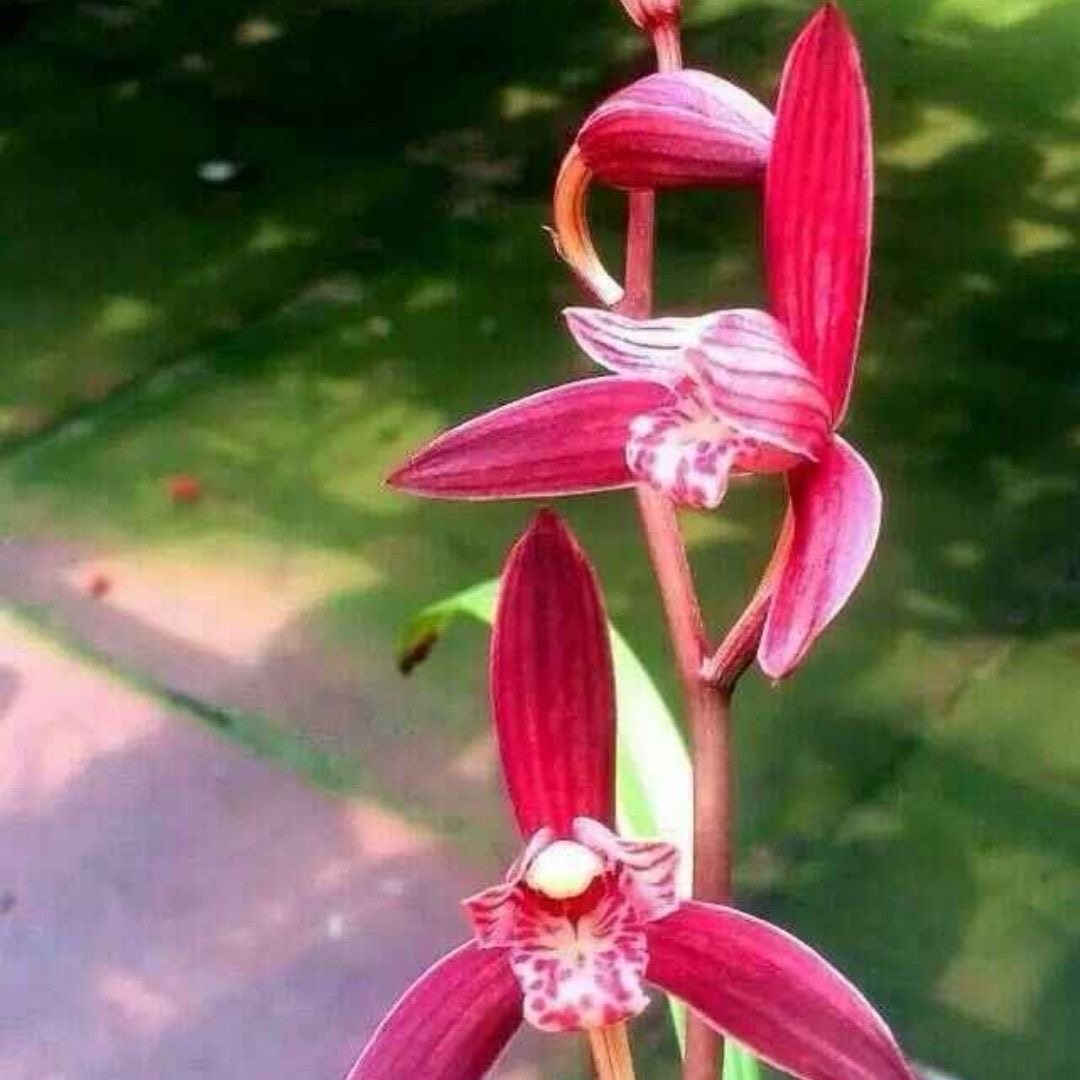 名贵兰花苗建兰四季兰火树红冠浓香好养兰花室内阳台客厅,鲜花速递/花卉仿真/绿植园艺,国兰/杂交兰/洋兰类,淘宝优惠券,粉丝福利购,淘宝优惠卷