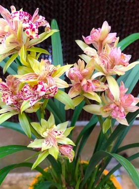 浓香型新款庭院苗建兰四季兰富山奇蝶兰花盆栽种子花卉观花客厅