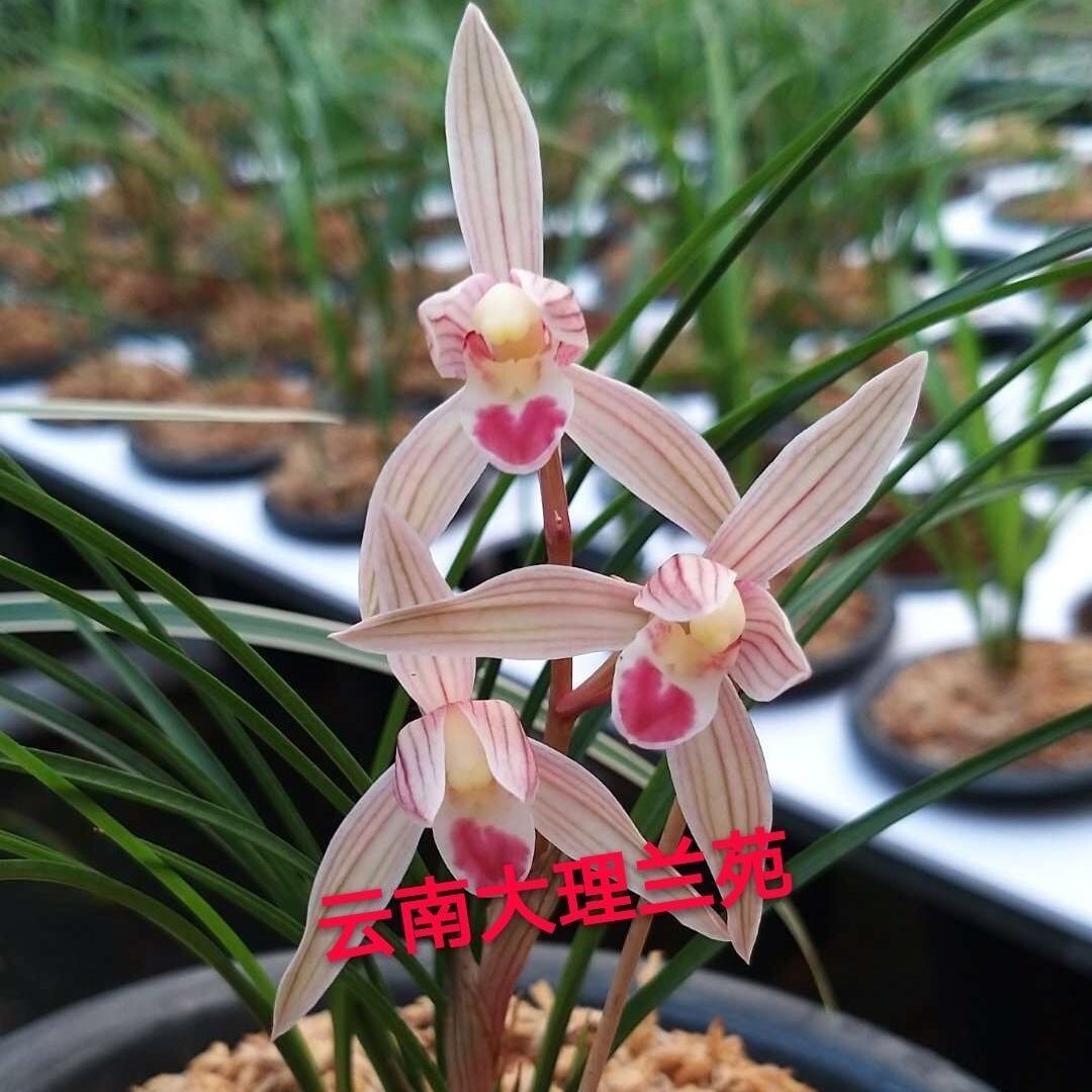 兰花苗阳台花卉绿植浓香盆栽莲瓣兰水点桃花漏风漏雨自然种植