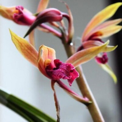 包邮兰花苗客厅花卉阳台绿植盆栽浓香兰花蕙兰红颜知己自然种植