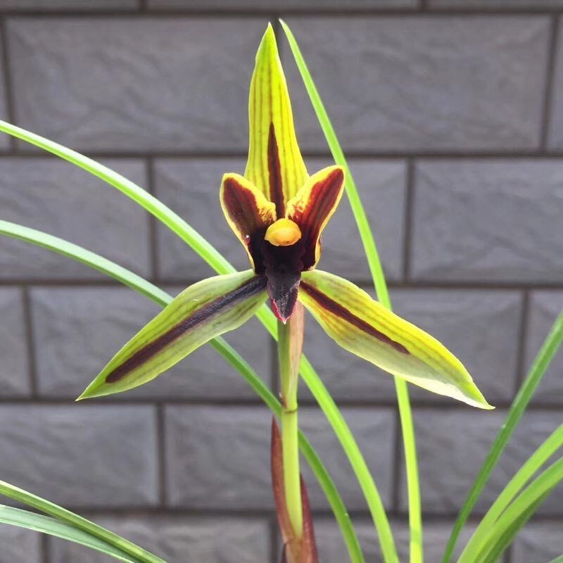 包邮兰花苗阳台花卉绿植浓香盆栽春兰包公魂漏风漏雨自然种植