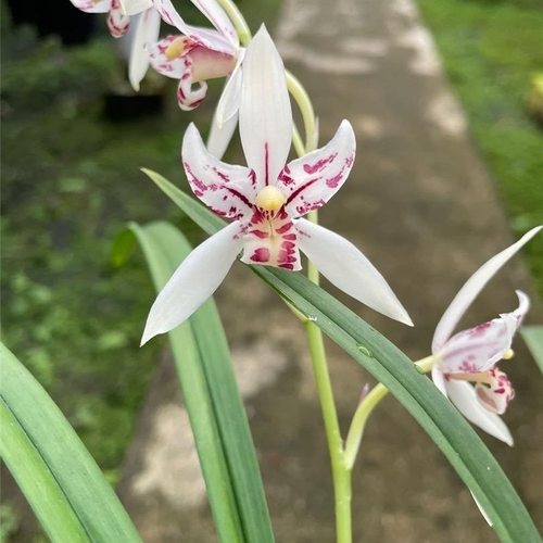 名贵兰花苗建兰四季兰雪舞红尘浓香好养兰花室内阳台客厅