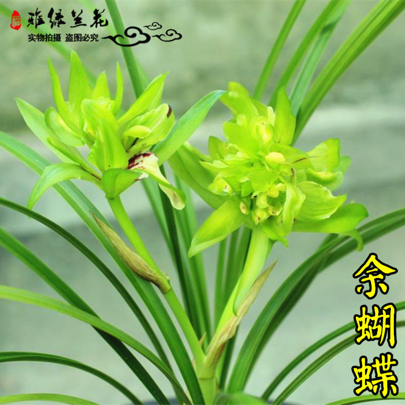 余蝴蝶兰花苗春兰壮兰苗传统品种春兰奇花春兰老种自然种养宋梅