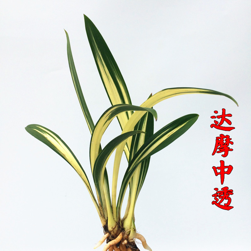 黄金达摩中透矮种兰花苗室内观花植物办公室绿植小盆栽墨兰花卉