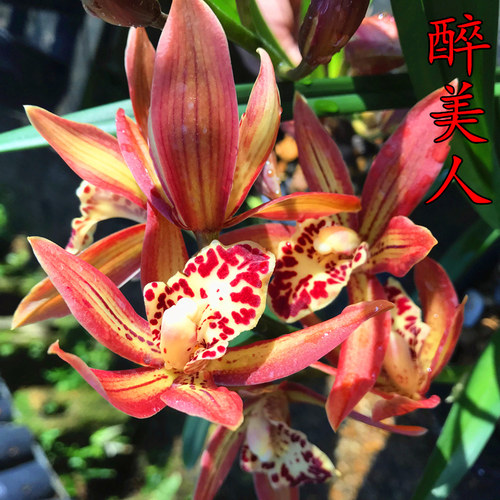 绿植浓香型盆栽兰花苗
