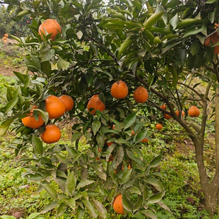 正宗重庆血橙塔罗科血橙玫瑰血橙孕妇儿童新鲜水果红心橙子手剥橙