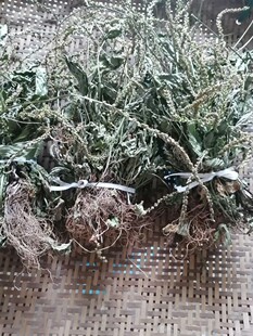 野生车钱草泡水喝邮车轮草打官司草钱串草牛耳草。洗净晒干直接食