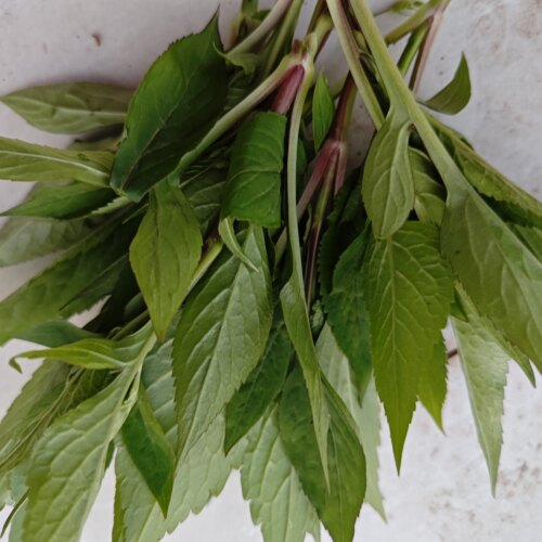野生苦菜公败蒋草药食同源