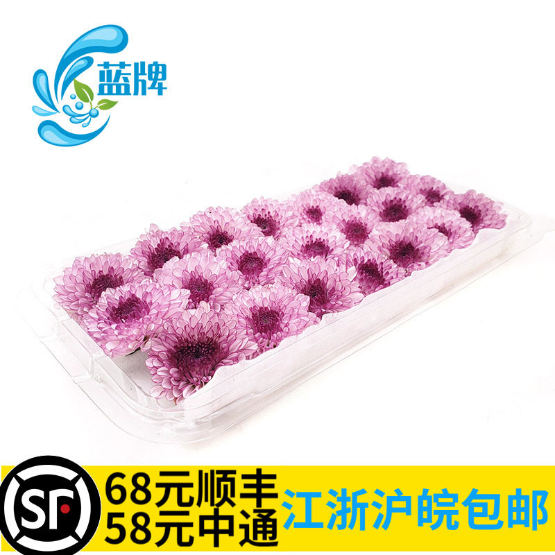 【蓝牌】新鲜粉丹特雏菊 鲜花 小菊花西餐日料摆盘装饰花草21朵