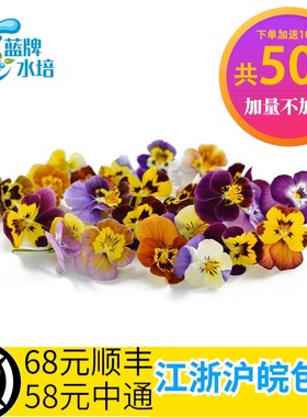 [蓝牌水培]新鲜三色堇鲜花 Pansy mixed可食用品装饰花 角堇摆盘