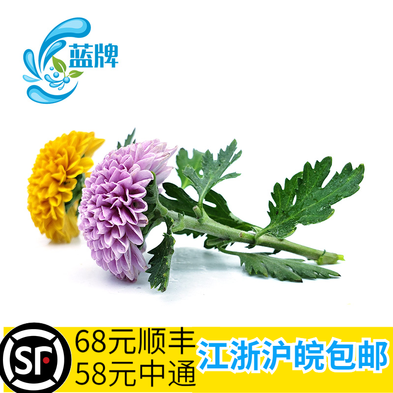 【蓝牌】新鲜小乒乓菊花鲜花 雏菊  小菊花 日料酒店摆盘装饰10朵