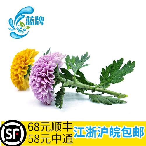 【蓝牌】新鲜小乒乓菊花鲜花 雏菊  小菊花 日料酒店摆盘装饰10朵