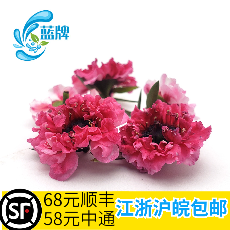 【蓝牌】新鲜澳洲茶花梅花松红梅日料餐饮装饰摆盘花草30朵