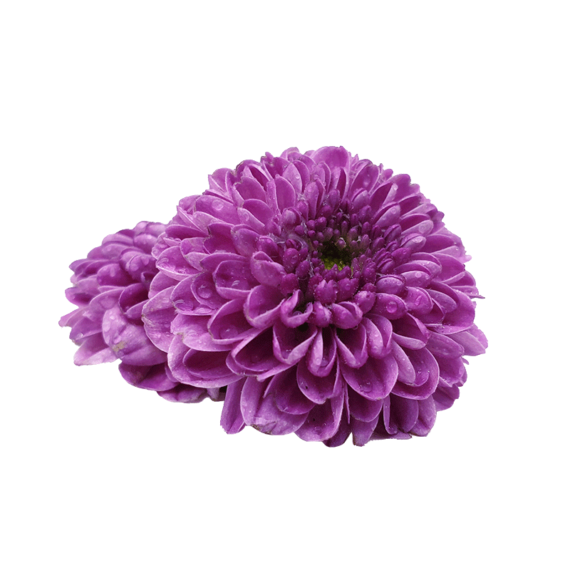 新鲜蓝牌纽扣菊摆盘装饰21朵日料