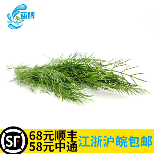 新鲜蓝牌fennel500g茴香叶
