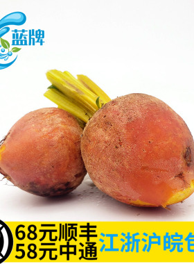 【蓝牌】新鲜黄菜头Baby Golden beets酒店西餐摆盘装饰500g
