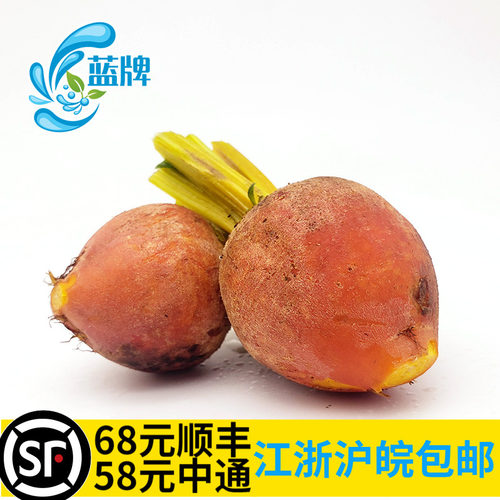 【蓝牌】新鲜黄菜头西餐摆盘装饰