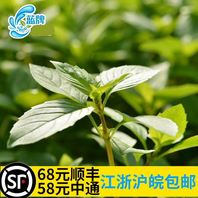 【蓝牌】新鲜罗勒叶 金不换basil 罗勒酱 西餐香料香料500g