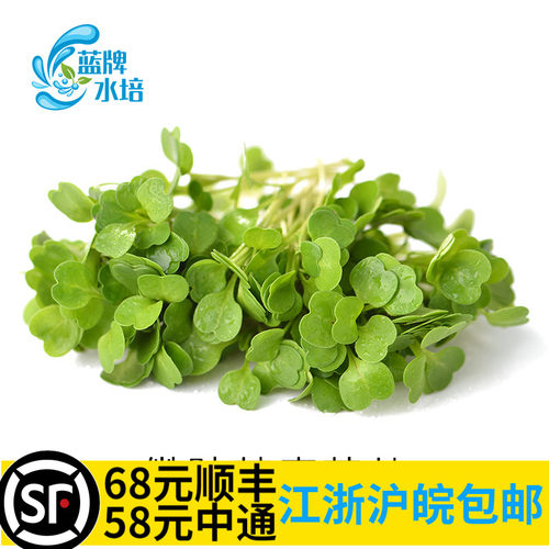 【蓝牌水培】新鲜苗苗食用芝麻菜