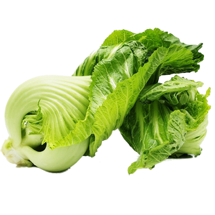 【蓝牌】新鲜蔬菜 芥菜  芥兰 芥蓝 芥烂菜 非芥球 非芥菜头500g