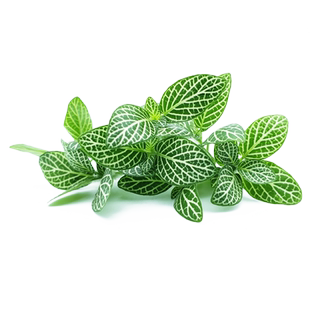 【蓝牌】新鲜绿网纹草 网纹叶西餐摆盘装饰 非红酸模20头约50片