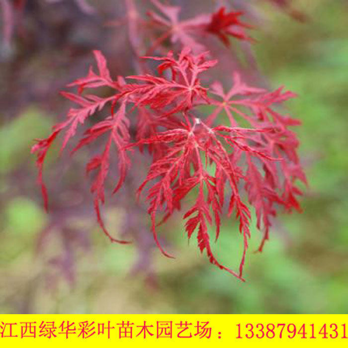 正宗石榴红羽毛枫 进口日本红枫新品种 石榴羽毛枫 嫁接羽毛枫在类目 鲜花速递/花卉仿真/绿植园艺, 花园植物/行道树/果树, 行道树/乔木中 - 来自Buy2taobao.com提供专业的淘宝代购服务