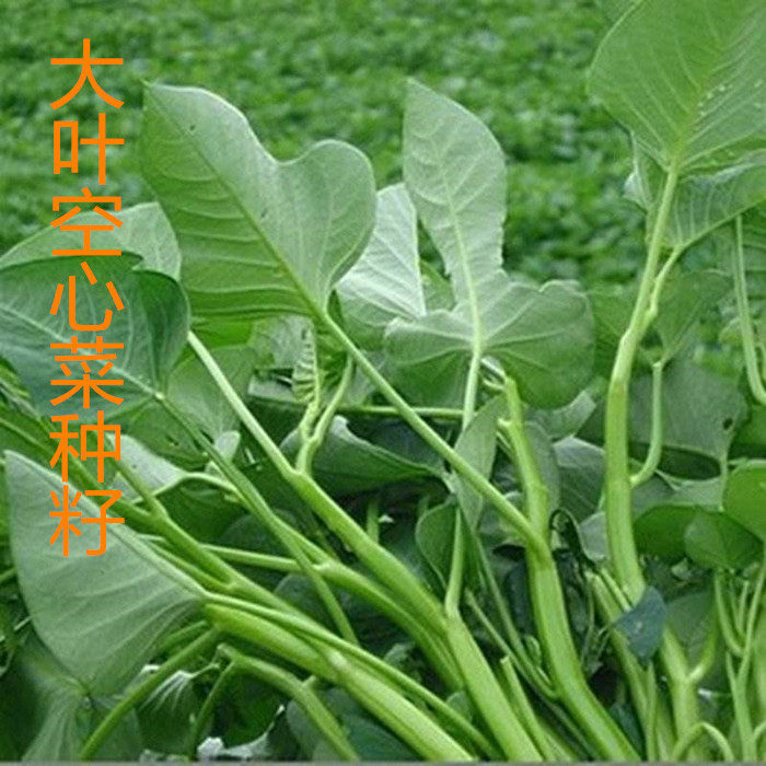 空心菜种籽 春季庭院蔬菜籽农家阳台盆栽四季大叶空心菜种子 包邮