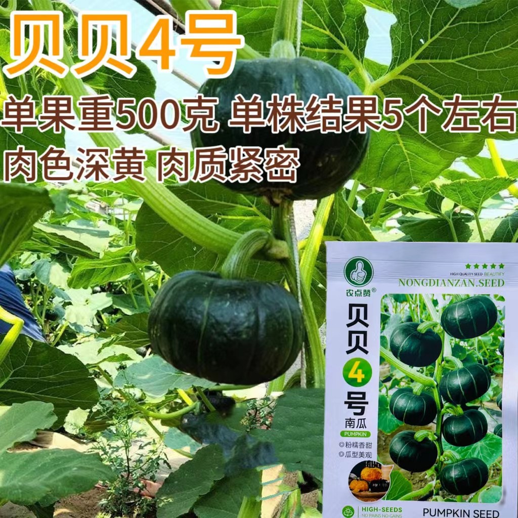 贝贝四号小南瓜种子农家菜园春播扁圆南瓜粉糯微南瓜蔬菜种孑种籽,鲜花速递/花卉仿真/绿植园艺,家庭园艺种子,淘宝优惠券,粉丝福利购,淘宝优惠卷