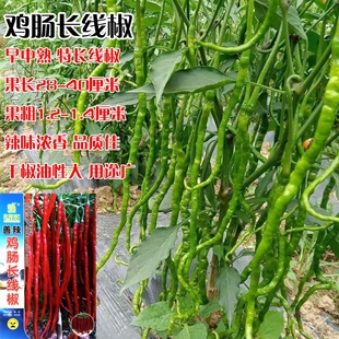 善辣鸡肠长线椒种子早种熟皮薄丰产青红线椒辣椒种籽农家蔬菜种子