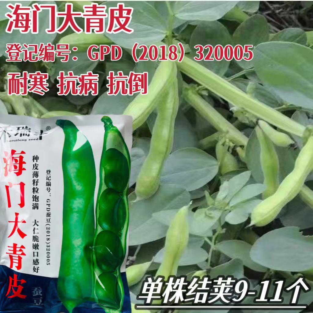 海门大青皮蚕豆种子秋播耐寒抗病抗倒胡豆兰花豆种籽农家蚕豆种籽