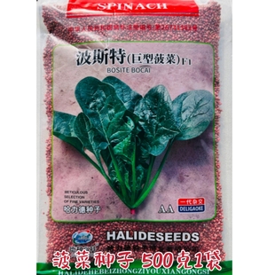 菠菜种子菠斯特大叶菠菜种籽农家秋冬菜园中熟叶肉厚杂交蔬菜种孑