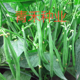 无架四季豆种籽农家菜园豆角种子春秋播种阳台盆栽菜豆角子蔬菜孑