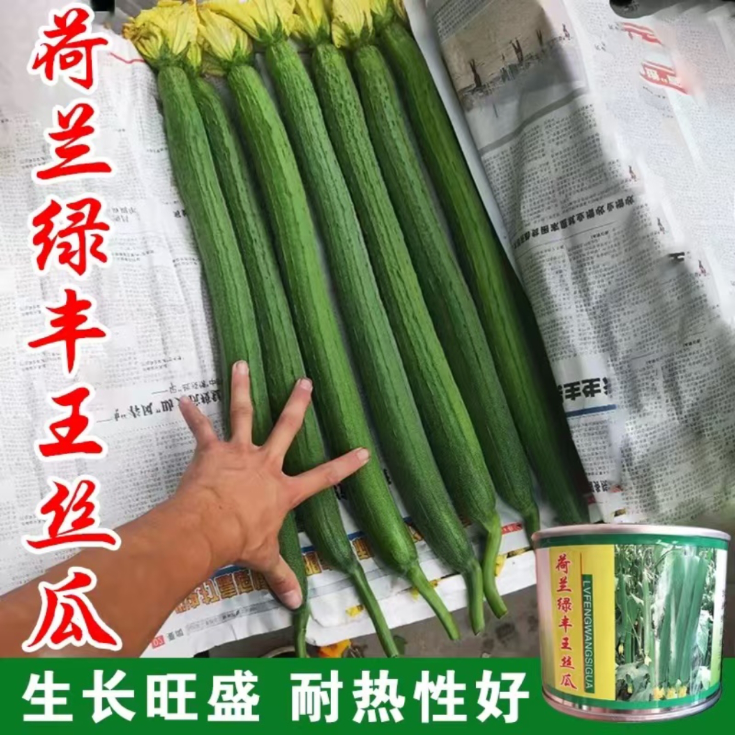 丝瓜种子荷兰绿丰王长丝瓜种籽农家春秋季四季蔬菜种孑耐寒耐运输