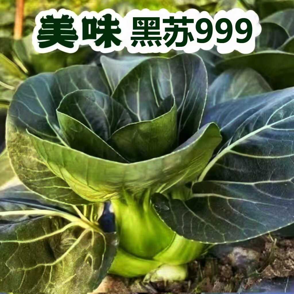 合丰黑苏99青菜种子春秋播种耐热耐寒微甜蔬菜种子孑油亮青梗菜籽图片