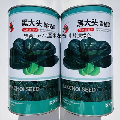 神禾黑大头青梗菜种子优选青菜种籽黑油油苏州青类型耐热蔬菜种籽