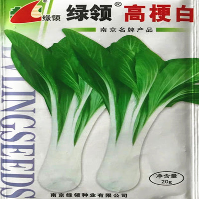 南京绿领高梗白籽箭杆白青菜种子农家南北秋冬播种小白菜种籽20g